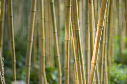 Naklejka ogród orientalne bambus roślina japoński