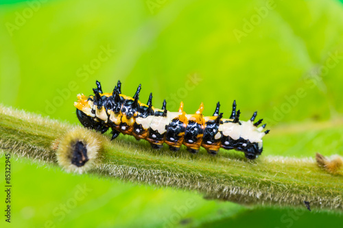 Fotoroleta motyl fauna zwierzę dziki natura