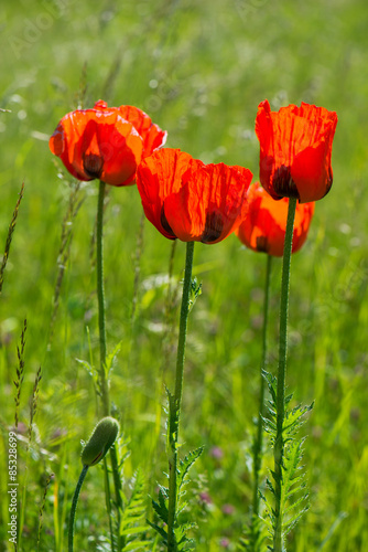 Naklejka lato roślina natura