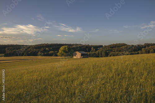 Fotoroleta wieś trawa pole