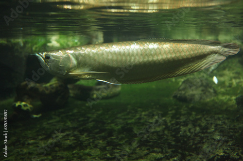 Fotoroleta brazylia natura ryba