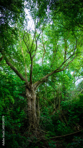 Naklejka bezdroża natura drzewa