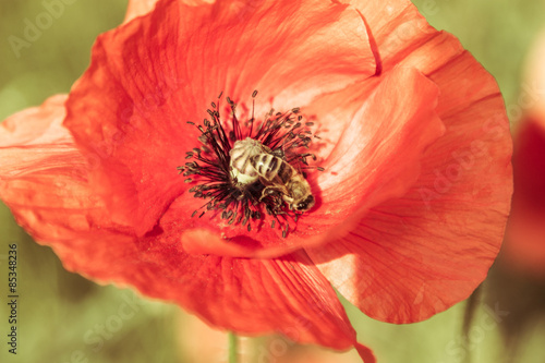 Naklejka Wild red poppy flower on green meadow