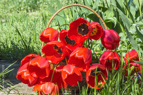 Fototapeta ogród bukiet roślina tulipan