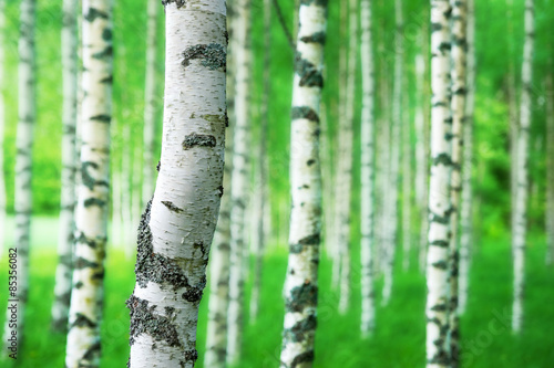 Naklejka piękny szwecja natura lato drzewa