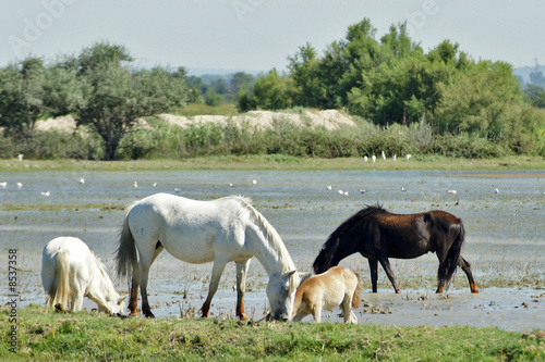 Plakat morze krajobraz natura koń prowansja