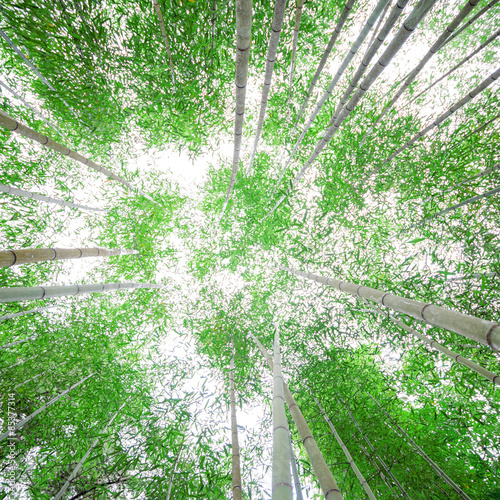 Fototapeta roślina drzewa natura