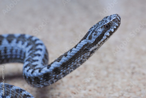 Plakat wąż trucizna żmija niebezpieczeństwo strach
