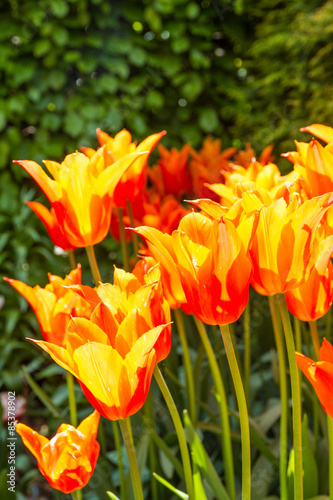 Obraz na płótnie garden flowers tulips