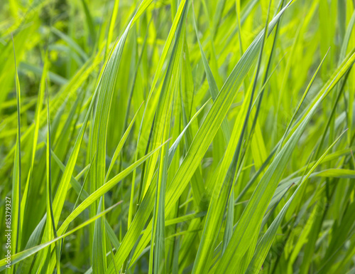 Obraz na płótnie pole roślina trawa