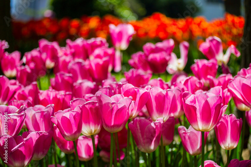 Fotoroleta turcja tulipan natura