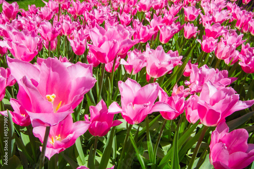 Fotoroleta Pink tulips open under the sun. All tulips are open and leaned silightly to same direction. Tulips are shining under the sun.