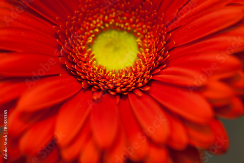 Plakat woda kwiat lato natura gerbera