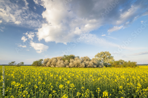 Fototapeta świeży niebo natura rolnictwo wieś