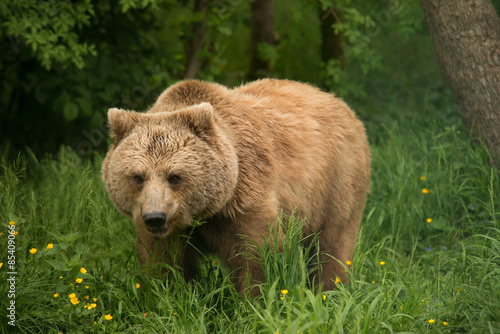 Naklejka niedźwiedź ssak zwierzę zoo mocny