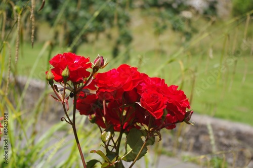 Naklejka ogród roślina kwiat czerwony