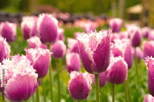 Fototapeta ogród fiołek rosa piękny tulipan