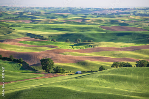 Fotoroleta Wheat fields in Palouse Washington state