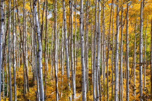 Fototapeta jesień natura widok