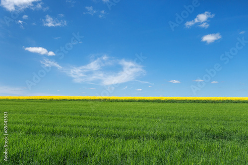 Naklejka natura zboże niebo wieś