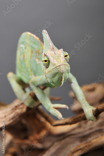 Plakat kameleon zielony iguana