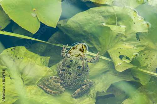 Fototapeta płaz wieś dziki natura lato