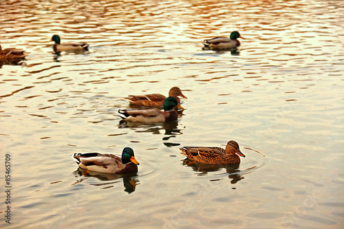 Naklejka natura jesień pejzaż park woda