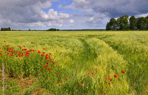 Obraz na płótnie pole natura trawa drzewa