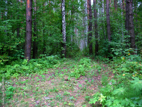 Fototapeta park sosna witalność roślina drzewa