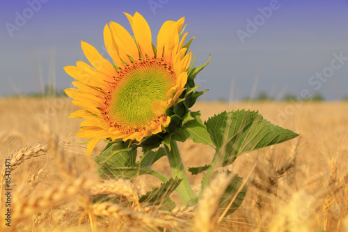 Obraz na płótnie pole roślina pszenica słonecznik