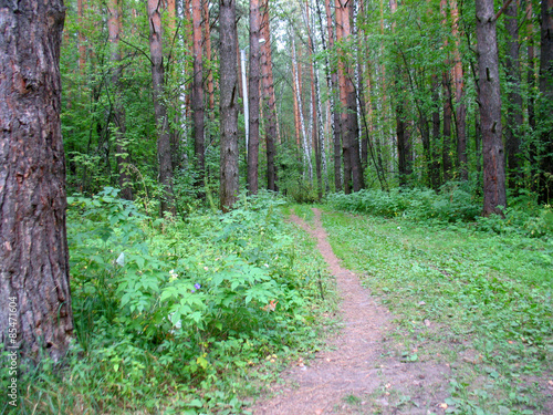 Fototapeta lato roślina sosna niebo park