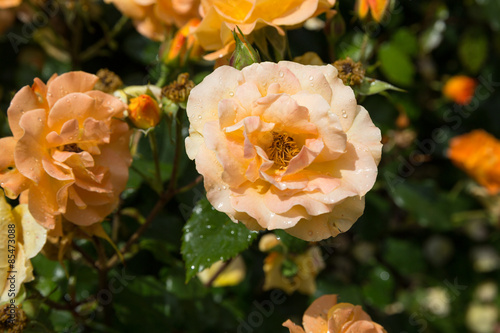 Naklejka Feuerrote Rosen