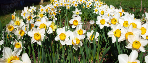 Fotoroleta Beautiful yellow daffodils field in spring time