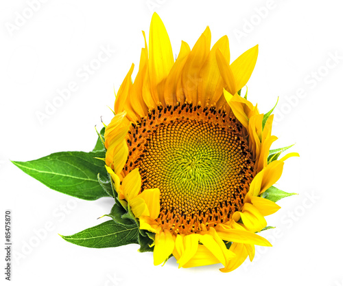 Naklejka sunflower on a white background