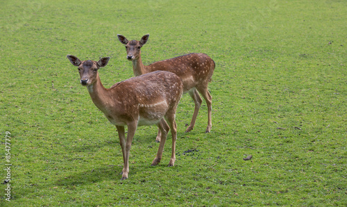 Plakat dzikie zwierzę zwierzę samiec jelenia parzystokopytne