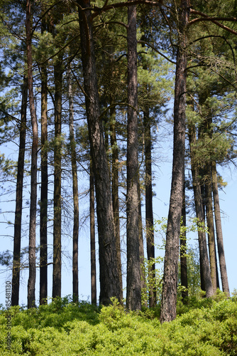 Fototapeta natura krajobraz lato