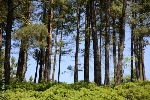 Fototapeta lato las natura