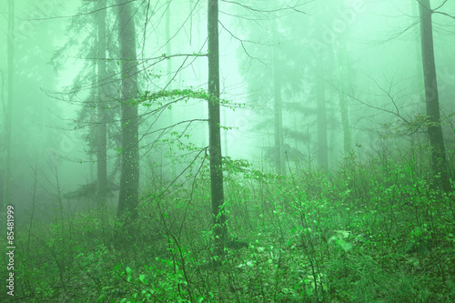 Naklejka natura dziki drzewa wieś