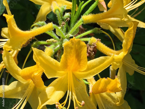 Fotoroleta natura lato kwiat park kolor