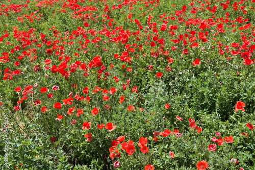 Fotoroleta Champ de coquelicots. 