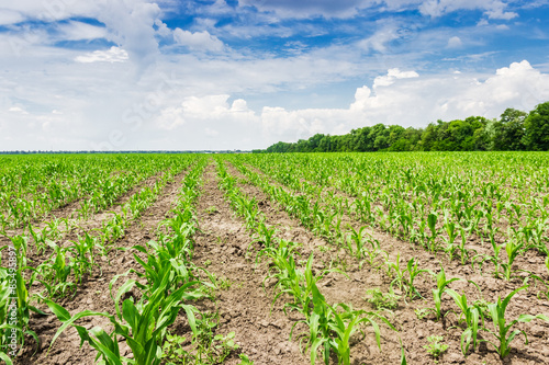 Fotoroleta Plantings of young corn