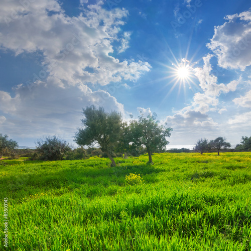 Naklejka drzewa lato natura panoramiczny