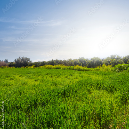 Plakat beautisul summer green fields