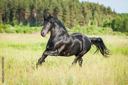 Obraz na płótnie koń ruch stajnia natura