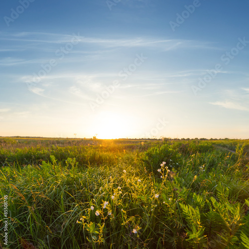 Obraz na płótnie panoramiczny pole trawa pastwisko