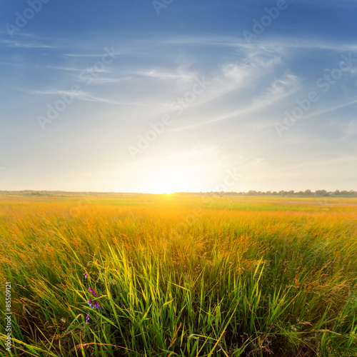 Plakat trawa niebo pastwisko łąka natura