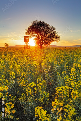 Naklejka stary lato vintage piękny natura