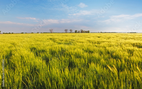 Naklejka pejzaż pastwisko natura pole lato