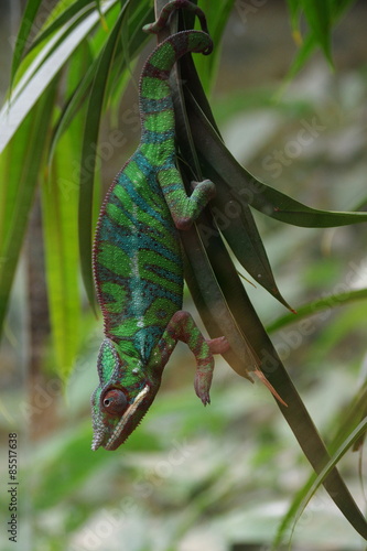 Naklejka fauna kameleon jedzenie