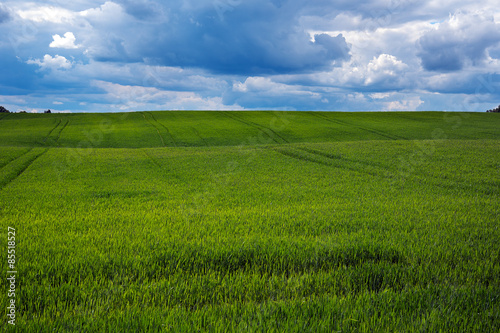 Naklejka łotwa łąka natura